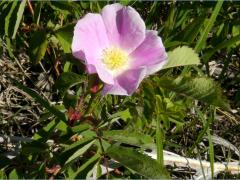 (Early Wild Rose) flower (Early Wild Rose) flower