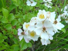 (Multiflora Rose) (Multiflora Rose)
