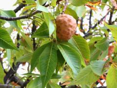 (Ohio Buckeye) fruit (Ohio Buckeye) fruit