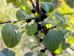(Common Buckthorn) fruit (Common Buckthorn) fruit