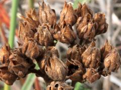 (Prairie Cinquefoil) fruit (Prairie Cinquefoil) fruit
