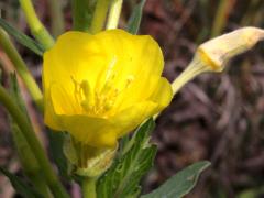 (Common Evening Primrose) (Common Evening Primrose)