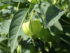 (Long-leaved Groundcherry) (Long-leaved Groundcherry)