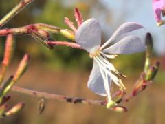 (Biennial Gaura) flower (Biennial Gaura) flower