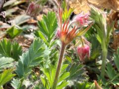 (Prairie Smoke) (Prairie Smoke)
