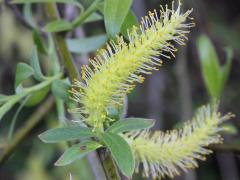 (White Willow) flowers (White Willow) flowers
