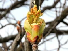 (Ohio Buckeye) bud (Ohio Buckeye) bud