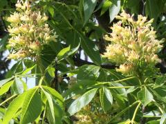 (Ohio Buckeye) flowers (Ohio Buckeye) flowers