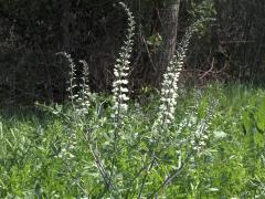 (White False Indigo)