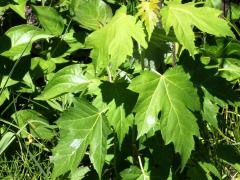 (Silver Maple) (Silver Maple)