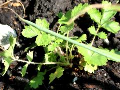 (Prairie Cinquefoil) seedling (Prairie Cinquefoil) seedling