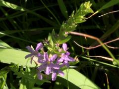 (Winged Loosestrife) (Winged Loosestrife)