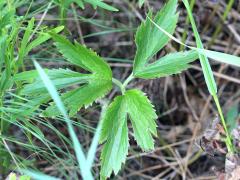 (Thimbleweed) (Thimbleweed)