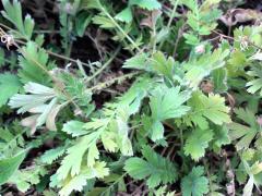 (Prairie Smoke) (Prairie Smoke)
