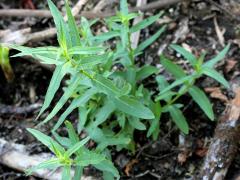(Purple Loosestrife) seedling (Purple Loosestrife) seedling