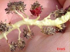 (Cottonwood) male catkin (Cottonwood) male catkin