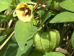 (Long-leaved Groundcherry) (Long-leaved Groundcherry)