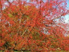 (Crab Apple) (Crab Apple)