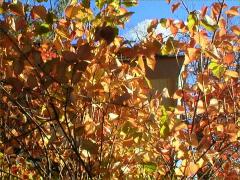 (Juneberry) (Juneberry)