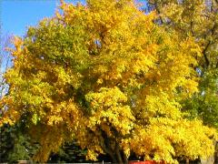 (White Mulberry) (White Mulberry)
