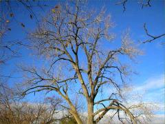 (Cottonwood) (Cottonwood)