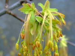 (Box Elder) catkins (Box Elder) catkins