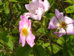 (Illinois Rose) (Illinois Rose)