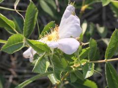 (Pasture Rose) (Pasture Rose)