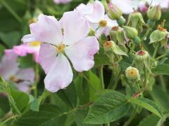 (Illinois Rose) (Illinois Rose)