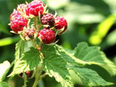 (Black Raspberry) fruit (Black Raspberry) fruit
