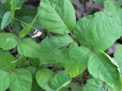 (Poison Ivy) (Poison Ivy)
