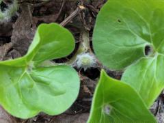 (Reflexed Wild Ginger) bud