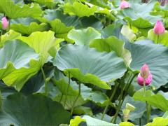 (Sacred Lotus) leaves (Sacred Lotus) leaves