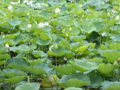(Sacred Lotus) white (Sacred Lotus) white