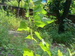 (Korean Mulberry) (Korean Mulberry)