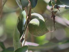 (Macadamia) fruit (Macadamia) fruit