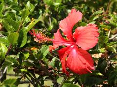 (Hybrid Hibiscus x archeri) (Hybrid Hibiscus x archeri)