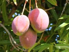 (Mango) (Mango)