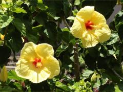 (Chinese Hibiscus) hybrid (Chinese Hibiscus) hybrid