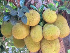 (Jackfruit) fruit (Jackfruit) fruit