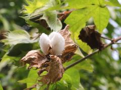 (Tree Cotton) (Tree Cotton)