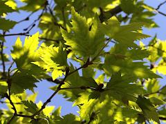 (Oriental Plane) leaves (Oriental Plane) leaves