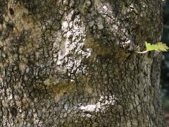 (Oriental Plane) trunk (Oriental Plane) trunk