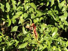 (Almond) foliage (Almond) foliage