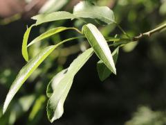 (Almond) leaves (Almond) leaves