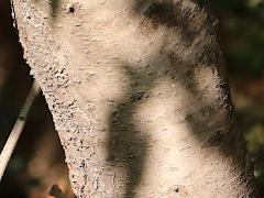 (Almond) trunk (Almond) trunk