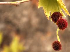 (Oriental Plane) flower clusters (Oriental Plane) flower clusters