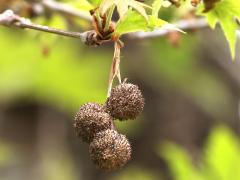 (Oriental Plane) fruit clusters (Oriental Plane) fruit clusters