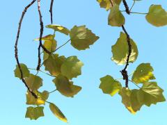 (White Poplar) leaves (White Poplar) leaves