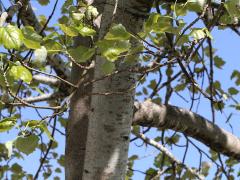 (White Poplar) trunk (White Poplar) trunk